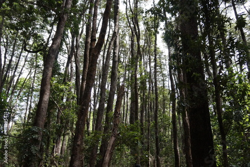 trees in the forest