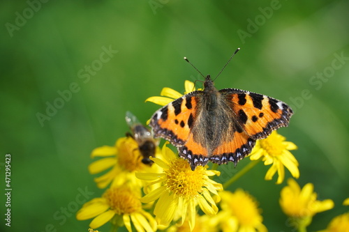 Small tortoiseshell butterfly on a flower. Aglais urticae, Nymphalis urticae. © Elly Miller