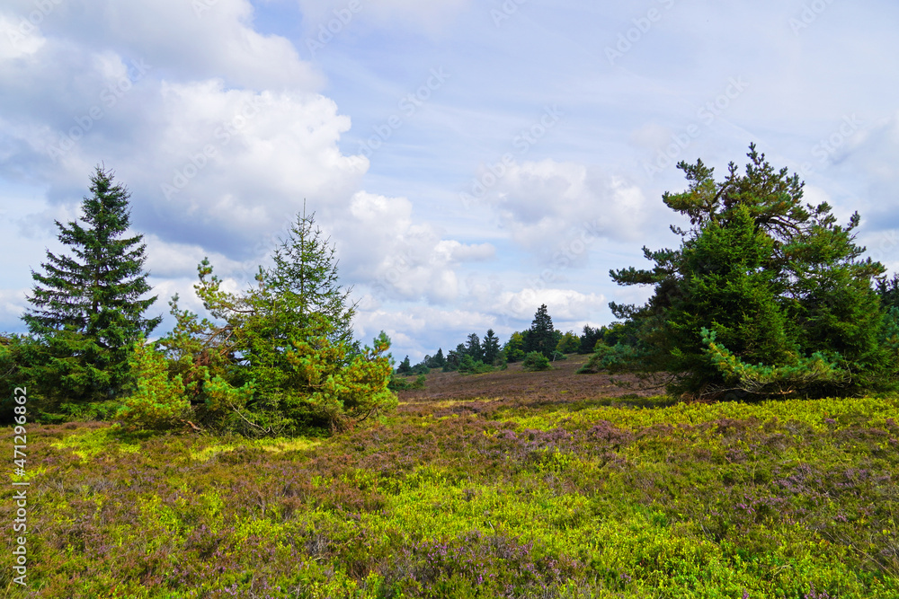 Landscape protection area Neuer Hagen in the Sauerland, near Winterberg. Nature with green hills and blooming heather plants.
