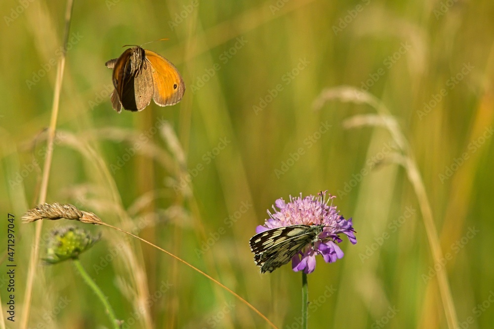 Butterfly on a flower in flight Butterfly on a flower in flight