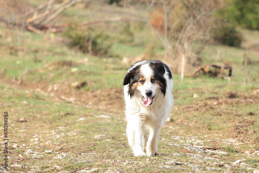 Tornjak, Croatian and Bosnian shepherd dog Tornjak, Croatian and Bosnian shepherd dog