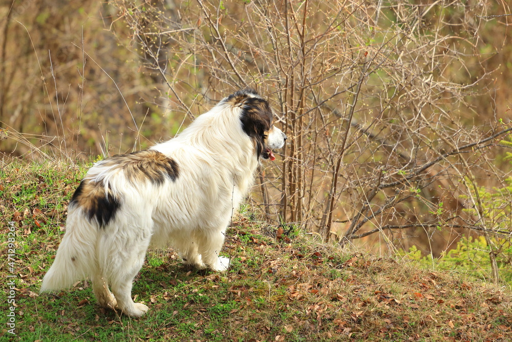 Tornjak, Croatian and Bosnian shepherd dog Tornjak, Croatian and Bosnian shepherd dog