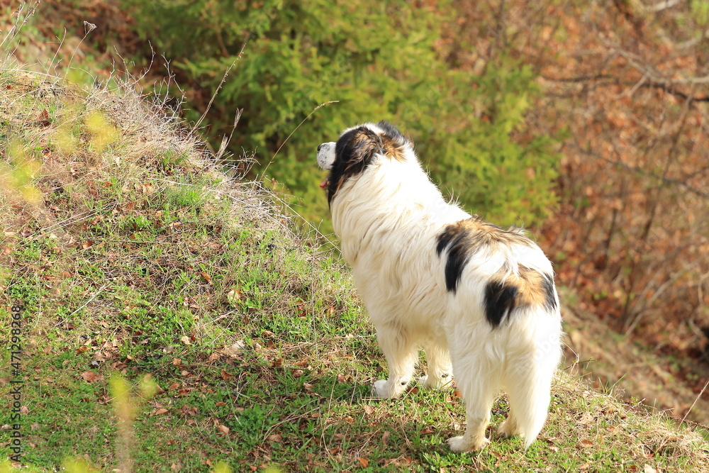 Tornjak, Croatian and Bosnian shepherd dog Tornjak, Croatian and Bosnian shepherd dog