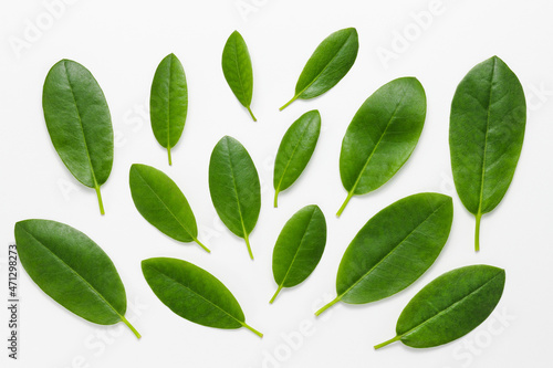 Green plant leaves background top view, close to nature, eco friendly