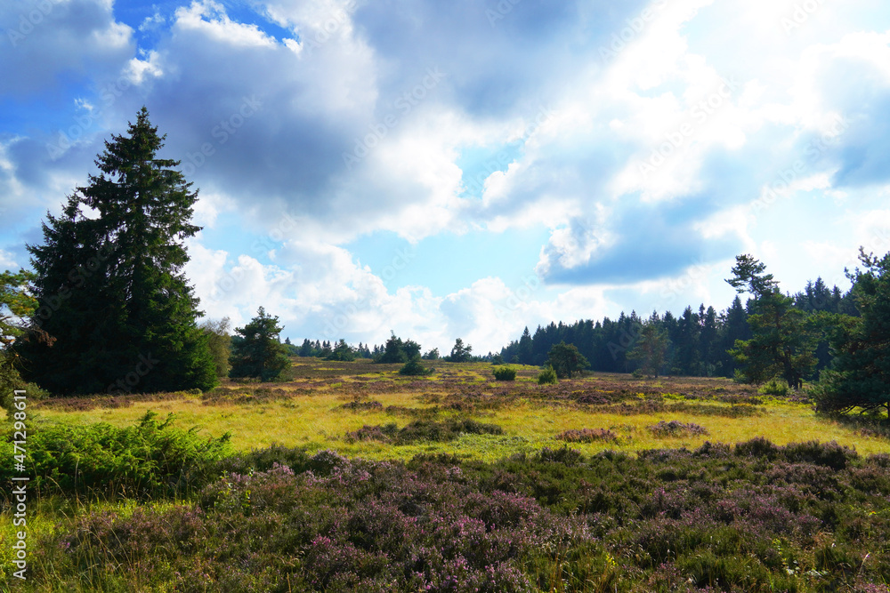 Obraz premium Landscape protection area Neuer Hagen in the Sauerland, near Winterberg. Nature with green hills and blooming heather plants. 