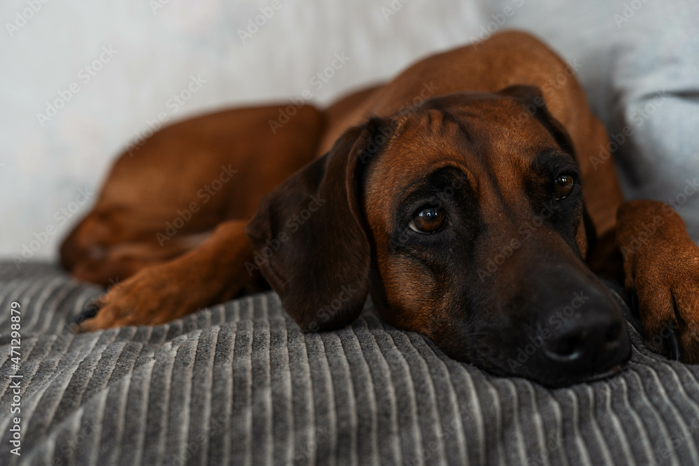 A Rhodesian Ridgeback lies on the bed. Close-up portrait of a dog lying on the bed and looking with big round eyes