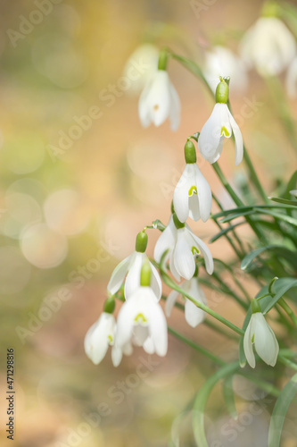 Common snowdrops  Galanthus nivalis . Light floral and romantic spring bokeh. Focus on the blossom in the middle. Copy space.