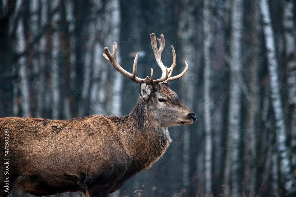 Majestic and powerful adult red deer in the autumn birch grove in the forest. Majestic and powerful adult red deer in the autumn birch grove in the forest.