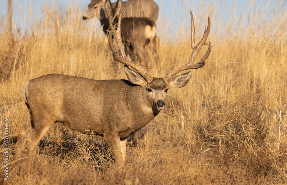 Fototapeta premium Mule Deer Buck in the Fall Rut in Colorado