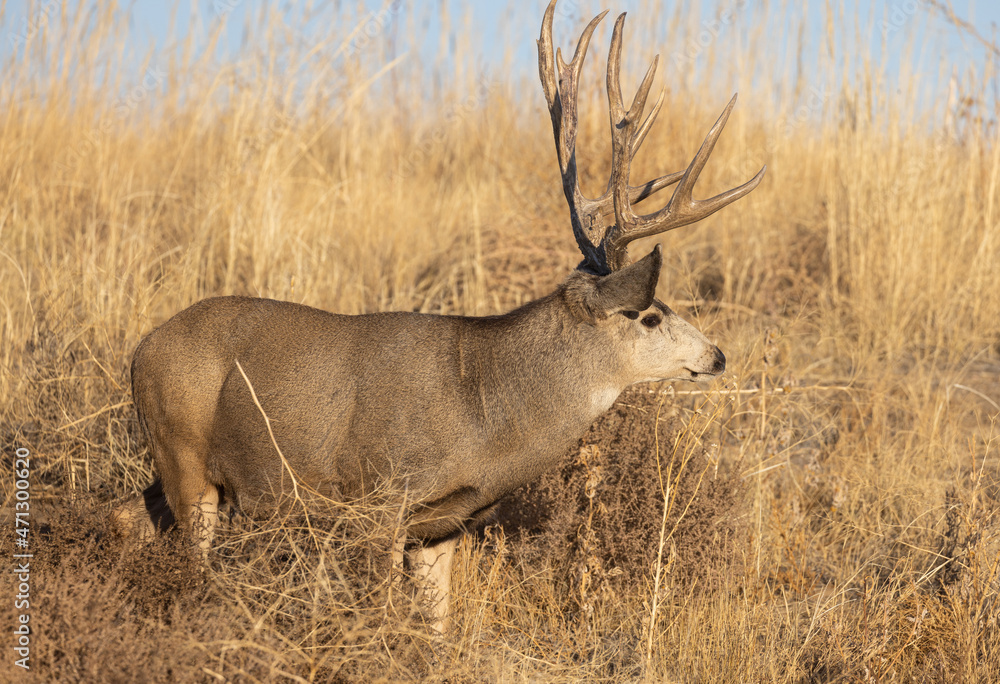 Mule Deer Buck in the Fall Rut in Colorado Mule Deer Buck in the Fall Rut in Colorado
