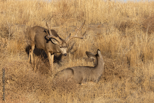 Mule Deer Buck and Doe in the Fall Rut in Colorado