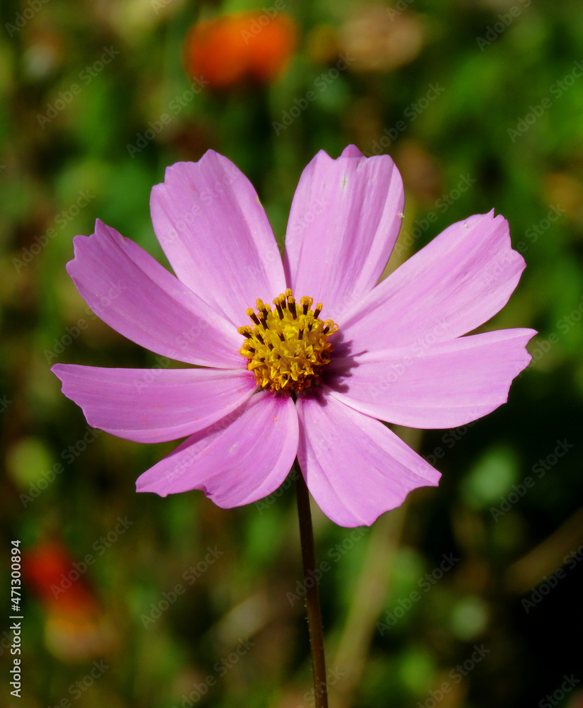 pink cosmos flower in the garden, Garden Cosmos, a single flower in the field pink cosmos flower in the garden, Garden Cosmos, a single flower in the field