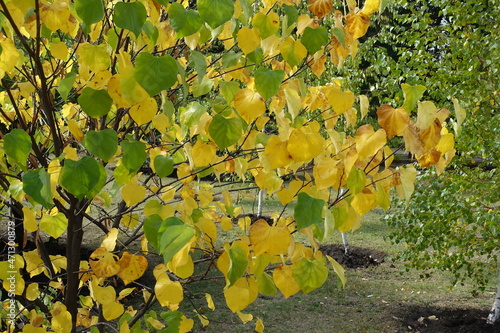 Colorful green and yellow autumnal foliage of cercis canadensis in October photo