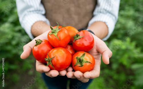 Hands of farmer show his fresh tomato in farm and ready give them to customer, delivery fresh market goods online shopping