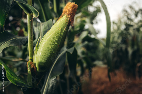 Fresh corn ready to crop in corn field at farm photo