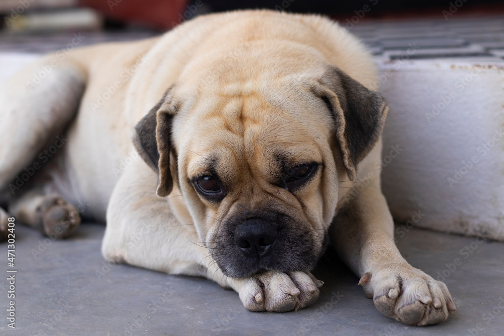 pug dog sits and looks around. High quality photo pug dog sits and looks around. High quality photo