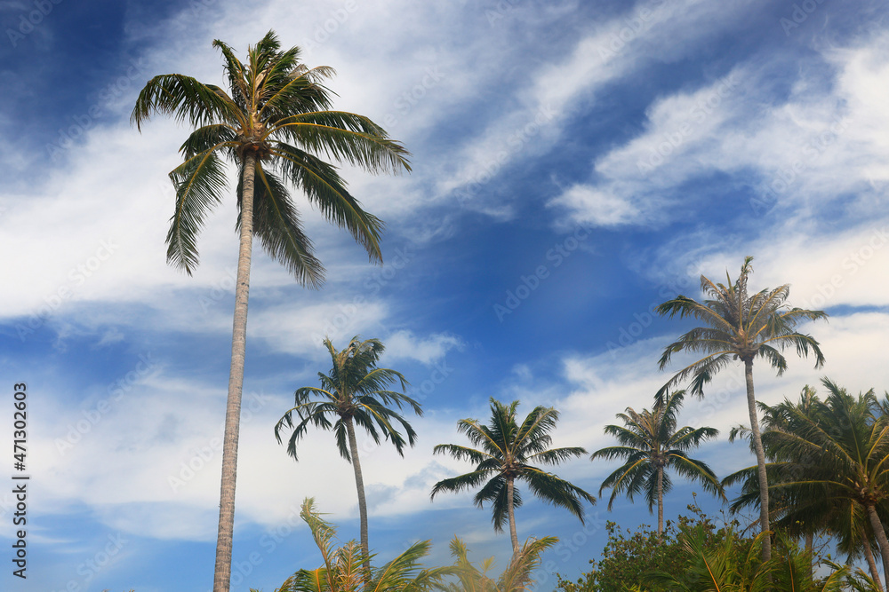 Idyllic Beach with Palm Trees at the Maldives, Indian Ocean