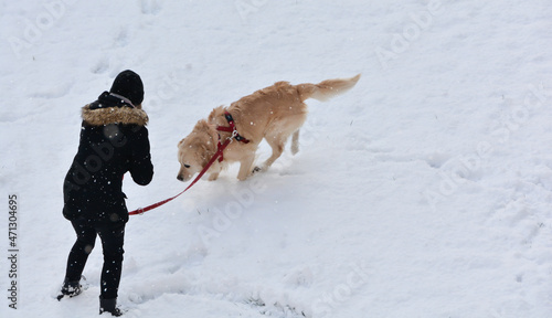 Zima, pies, zabawa, śnieg, smycz, bieganie, śnieżki,zwierzak,