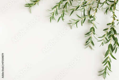 Eucalyptus branches frame top view on a white background banner. copy space. floral card