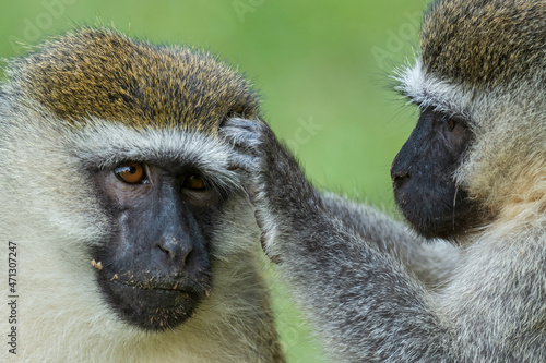Green Monkey - Chlorocebus aethiops, beautiful popular monkey from West African bushes and forests, Entebbe, Uganda.