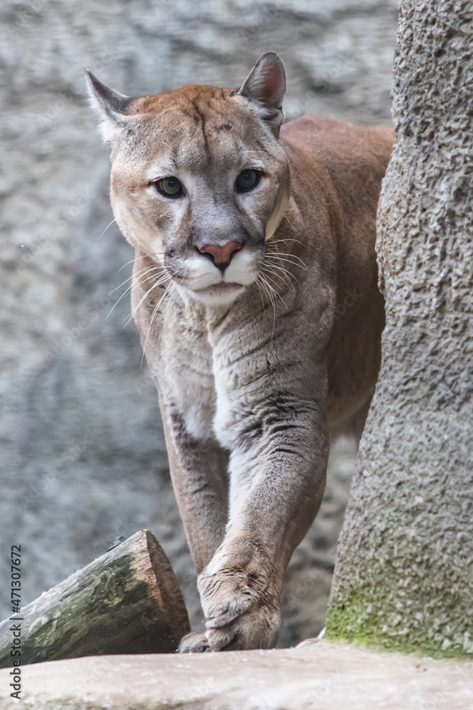 Naklejka premium Portrait of a mountain lion