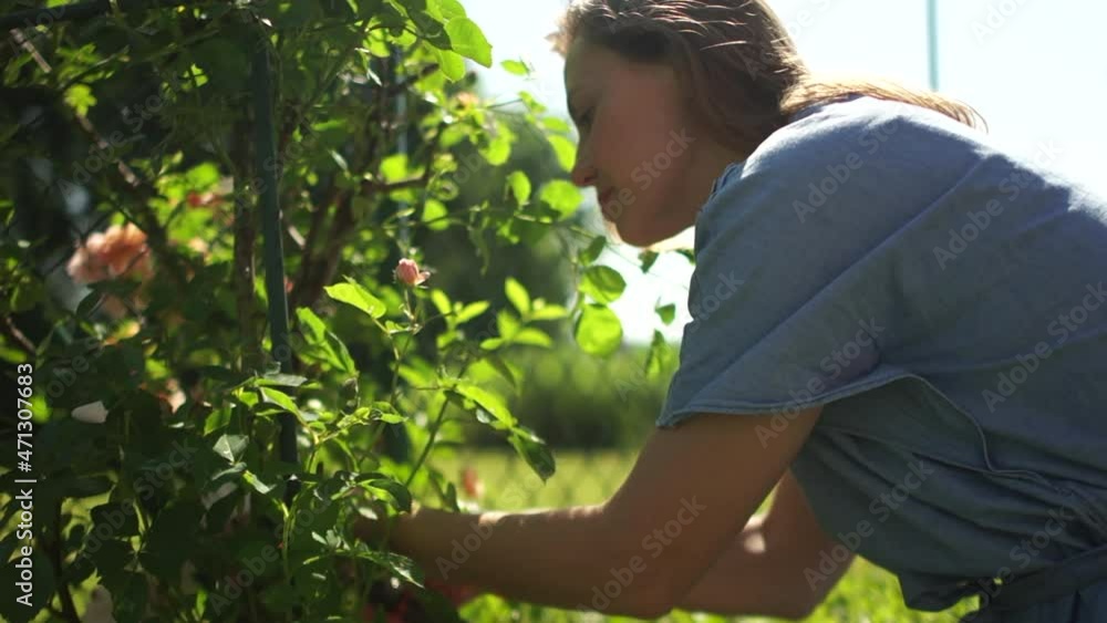 Close up portrait of a girl with a pruner cuts wilted yellow roses from a bush in her garden. Gardening and hobby concept Close up portrait of a girl with a pruner cuts wilted yellow roses from a bush in her garden. Gardening and hobby concept