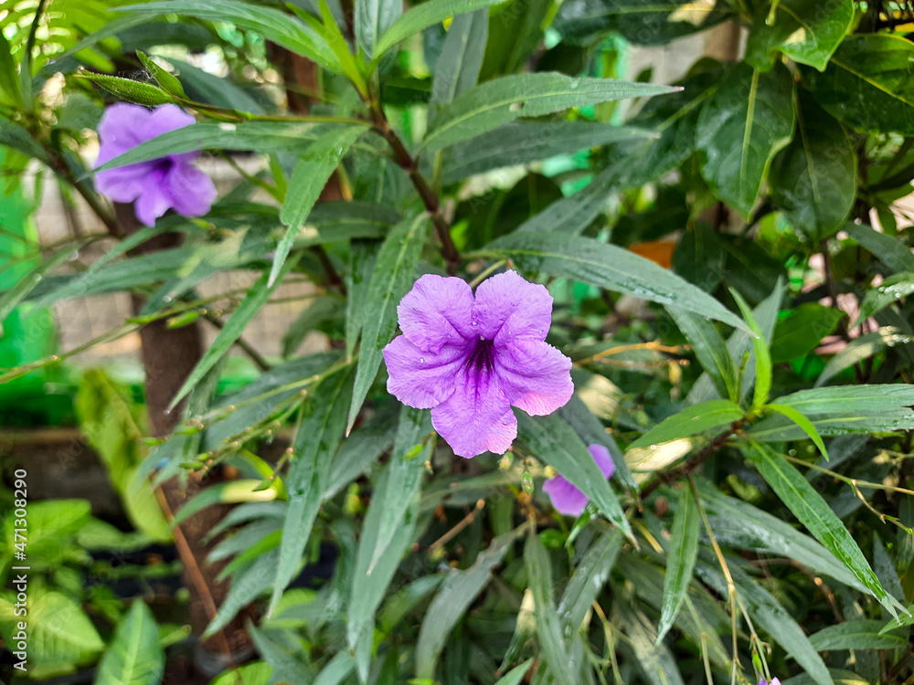 Flower of Ruellia simplex, or the Mexican petunia, Mexican bluebell or Britton's wild petunia, blooming on garden