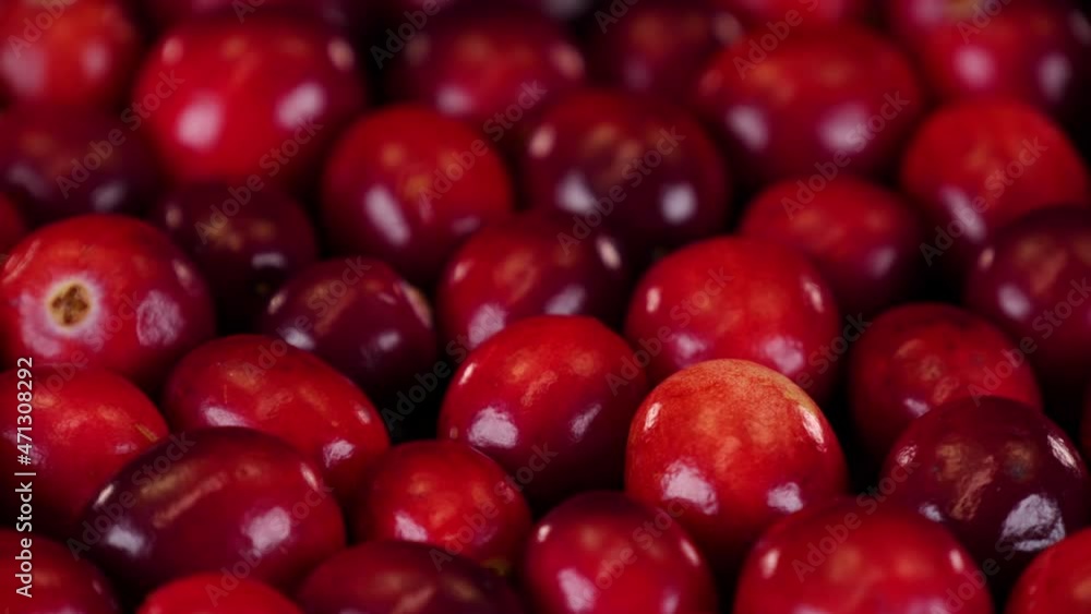 Cranberries close up view. Ripe and organic red cranberries rotating on a black background. Cranberries close up view. Ripe and organic red cranberries rotating on a black background.