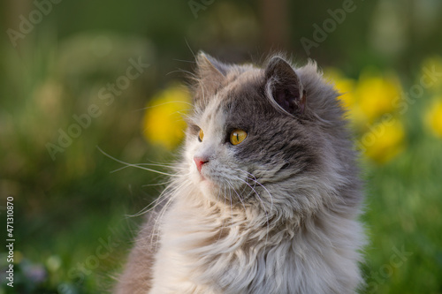 Canvas Print British longhair cat in the garden