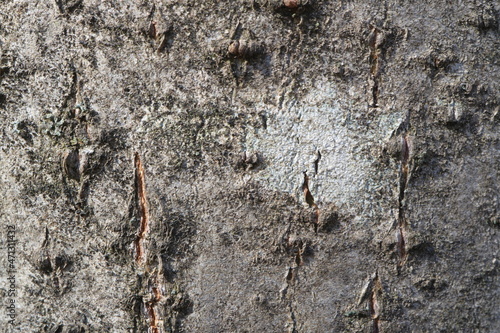 Tree bark. Abstract background. Macro. photo