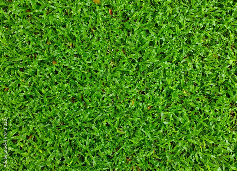 green grass background green grass background