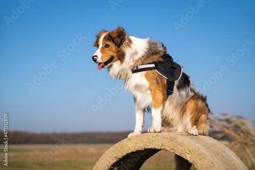 rescue dog in a harness sits on a concrete ring and guards the surroundings photo