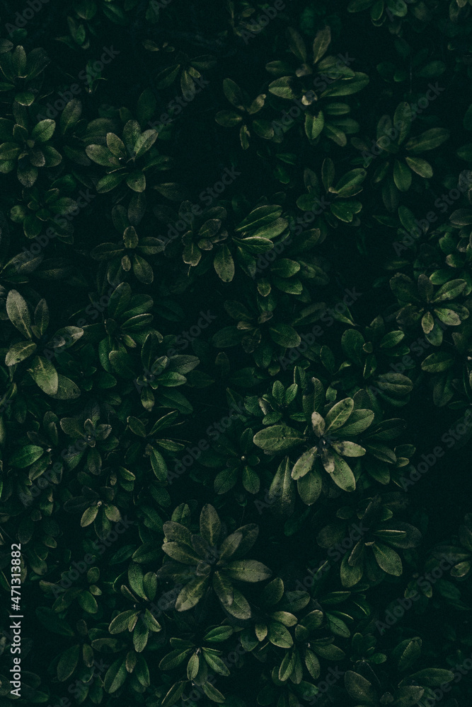 custom made wallpaper toronto digitalnature  floral wallpaper pattern design texture  vintage pattern