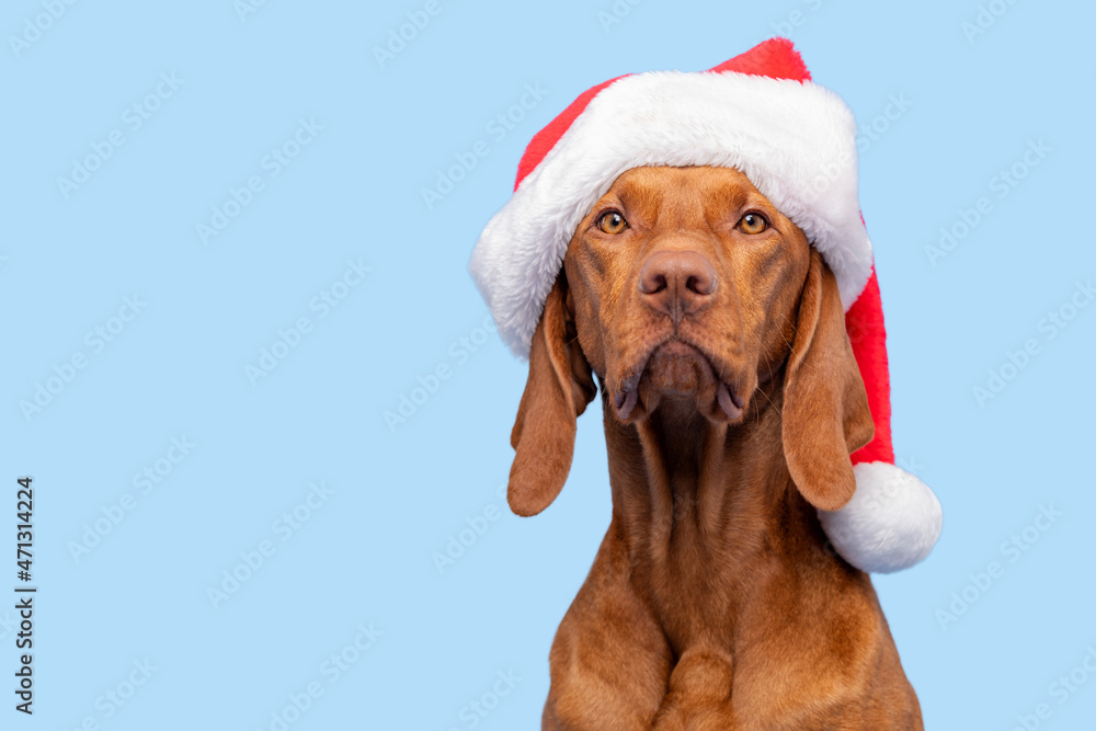 Vizsla hat top