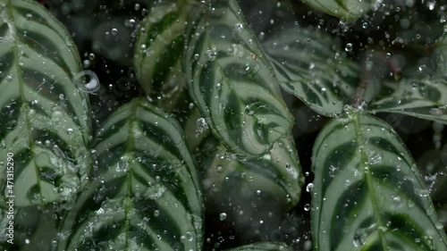 Super slow motion shot of striped green tropical leaves with falling water drops. Filmed on high speed cinematic camera at 1000 fps. photo