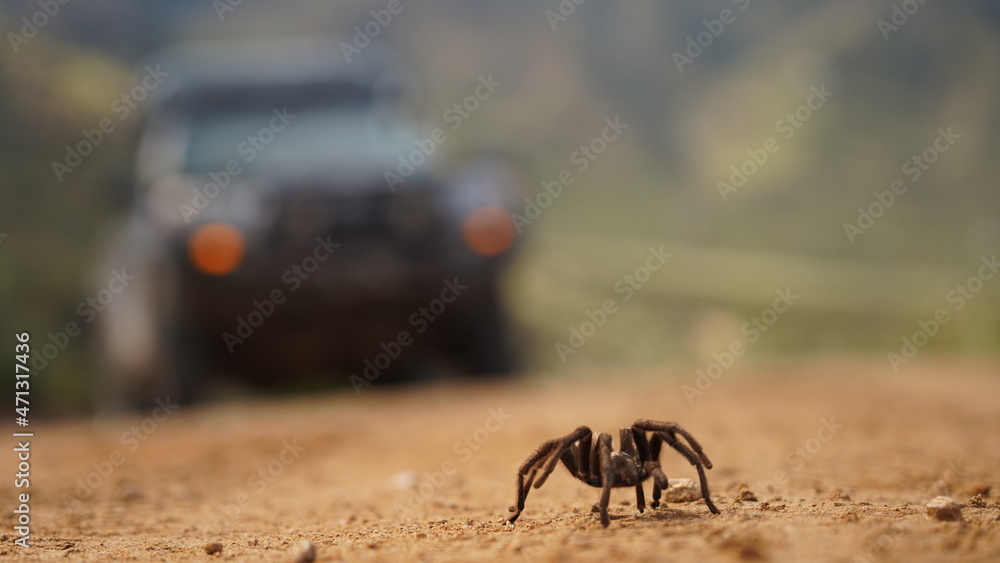 Obraz premium Tarantula