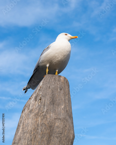 A yellow legged gull sitting on a wooden pole