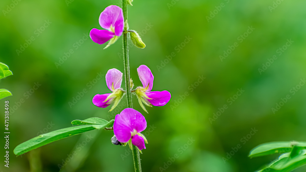Amazing image of Tephrosia purpurea plant (kolunji) flower in india Amazing image of Tephrosia purpurea plant (kolunji) flower in india