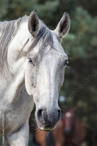 Close up portrait of a gray stallion. Dark mane, calmly closed eyes, no stress, majestic