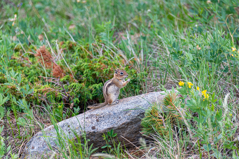 Obraz premium chipmonk