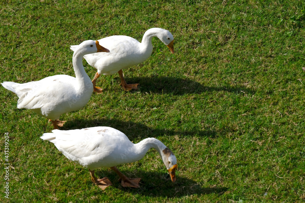 A family of Peking Domestic white ducks walk on green lawn in spring, domestic bird. A family of Peking Domestic white ducks walk on green lawn in spring, domestic bird.