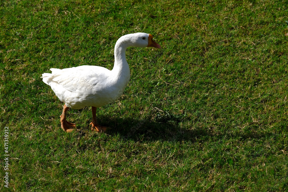 A family of Peking Domestic white ducks walk on green lawn in spring, domestic bird. A family of Peking Domestic white ducks walk on green lawn in spring, domestic bird.