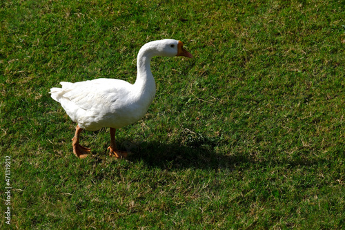 A family of Peking Domestic white ducks walk on green lawn in spring, domestic bird.