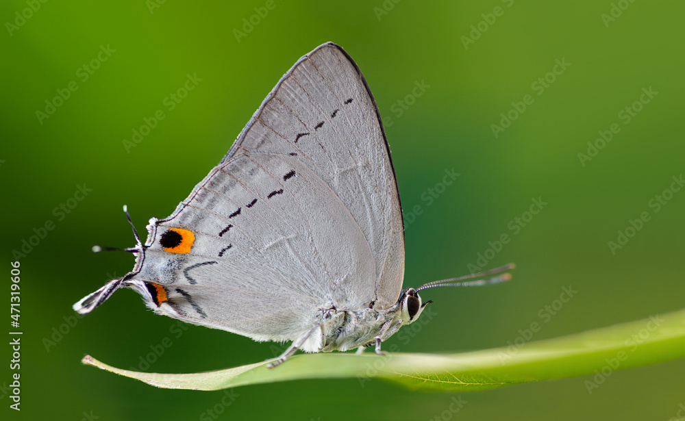 Obraz premium Tajuria cippus cippus (Fabricius, 1798) : Peacock Royal , beautiful butterfly on the green leaves in nature with green background from Thailand. Insect in green forest vegetation.