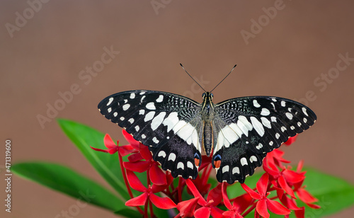 A beautiful black butterfly with wings spread feeding from a red flower bush flower on out of focus brown background in nature from Thailand. Lime Butterfly (Papilio demoleus malayanus Wallace, 1865)
