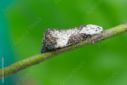 Beautiful caterpillar  of Peacock Royal (Tajuria cippus cippus) on green branch with green background in nature, Thailand.
