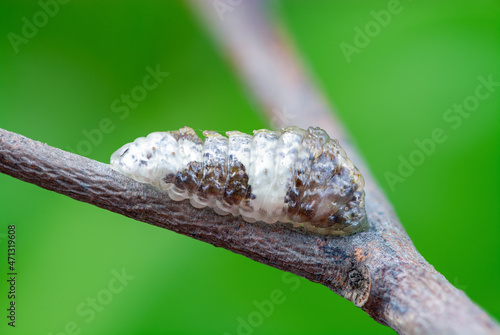 The last image of beautiful caterpillar (Peacock Royal or Tajuria cippus cippus) on brown branch before pupa stage with green background in nature, Thailand. photo