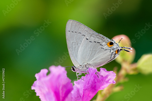 Peacock Royal or Tajuria cippus cippus (Fabricius, 1798) , beautiful butterfly on pink flower with green background in Thailand. Insect in green forest vegetation.