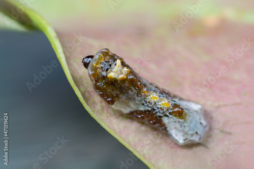 Beautiful caterpillar (Peacock Royal or Tajuria cippus cippus) creeps on leaf with black background in in nature. photo