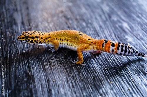 lizard on a stone